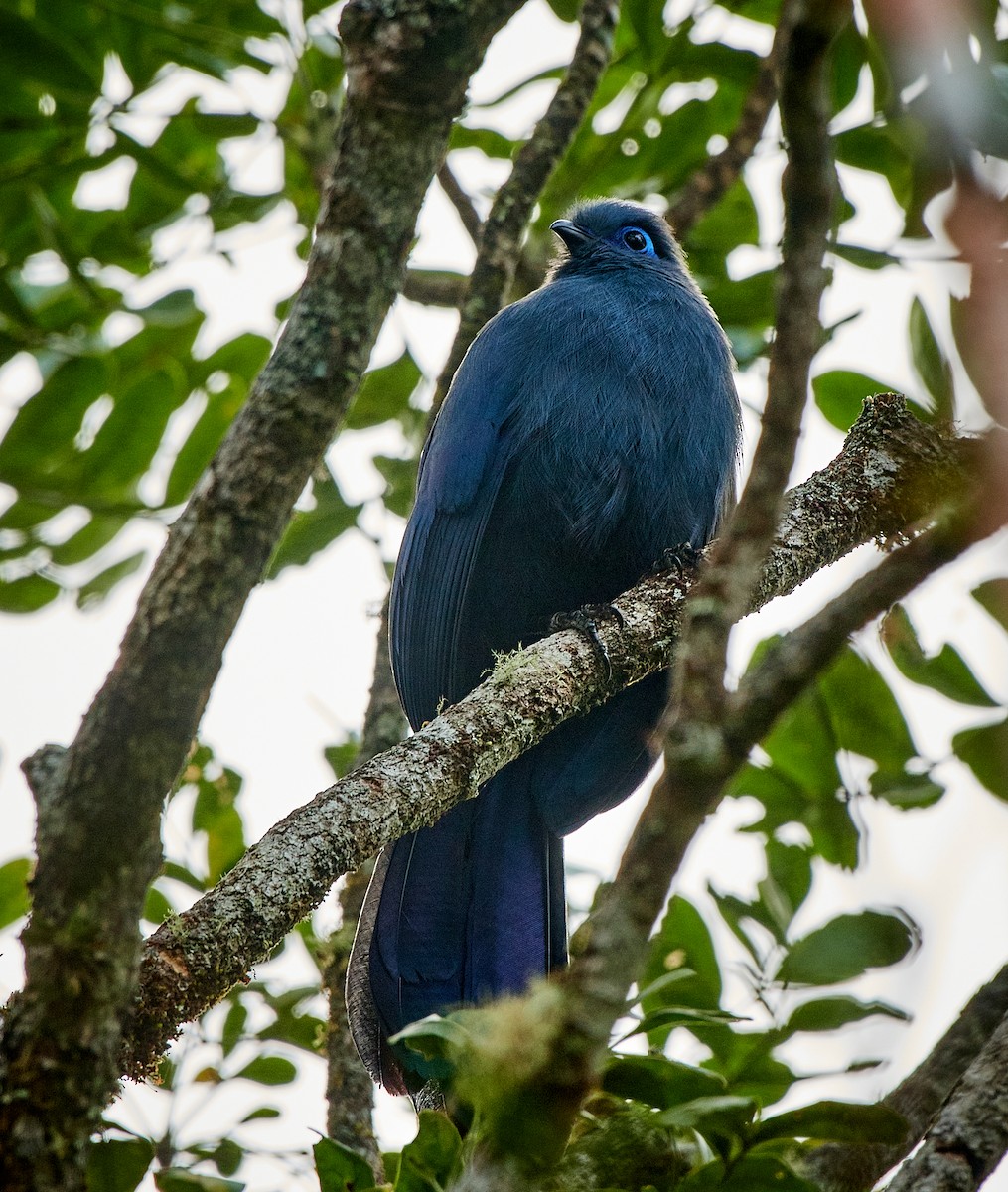 Blue Coua - ML504885311