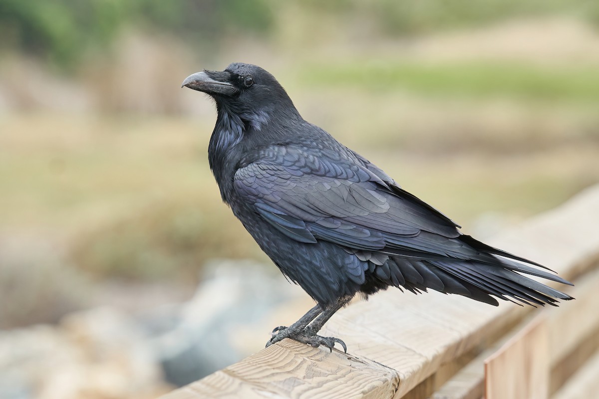 Common Raven - ML504885391