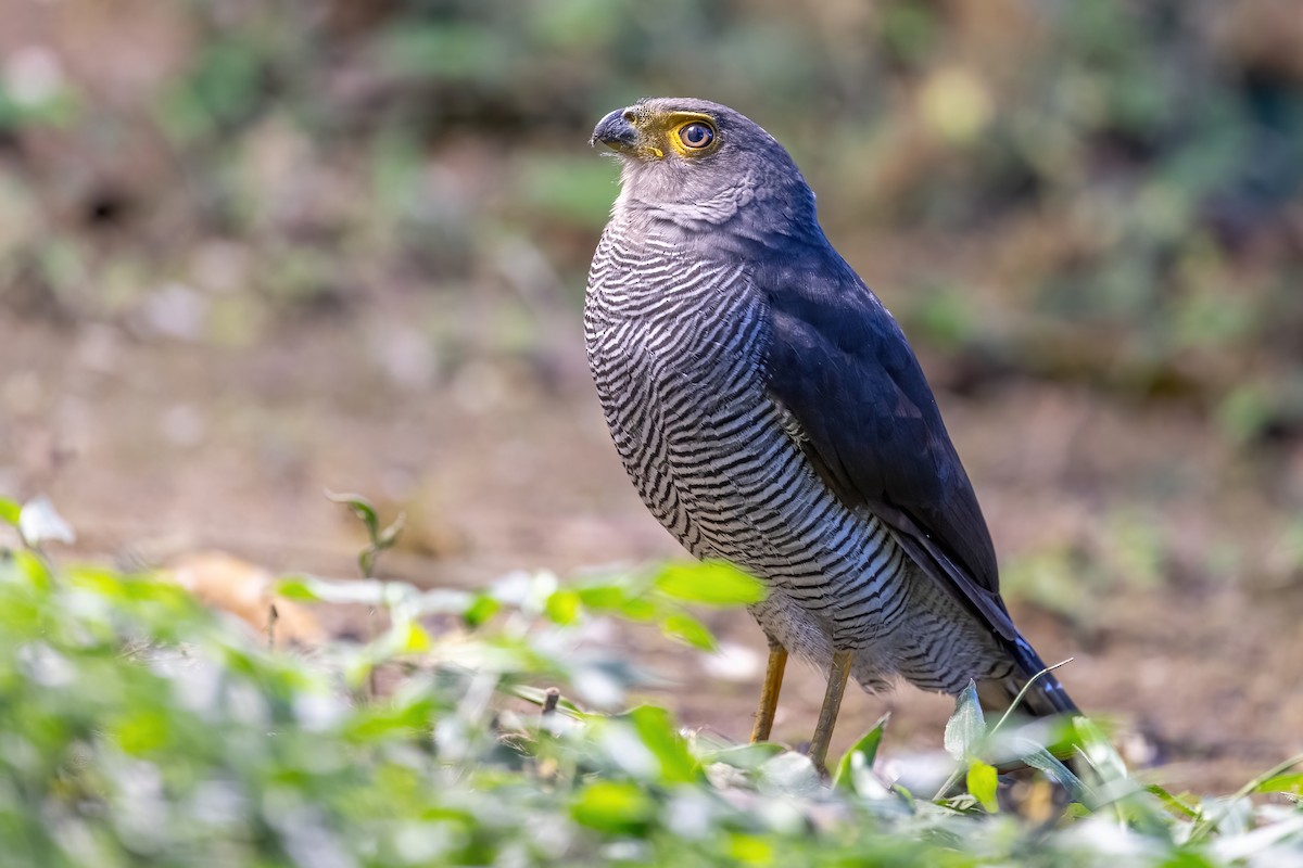 Barred Forest-Falcon - Jian Mei