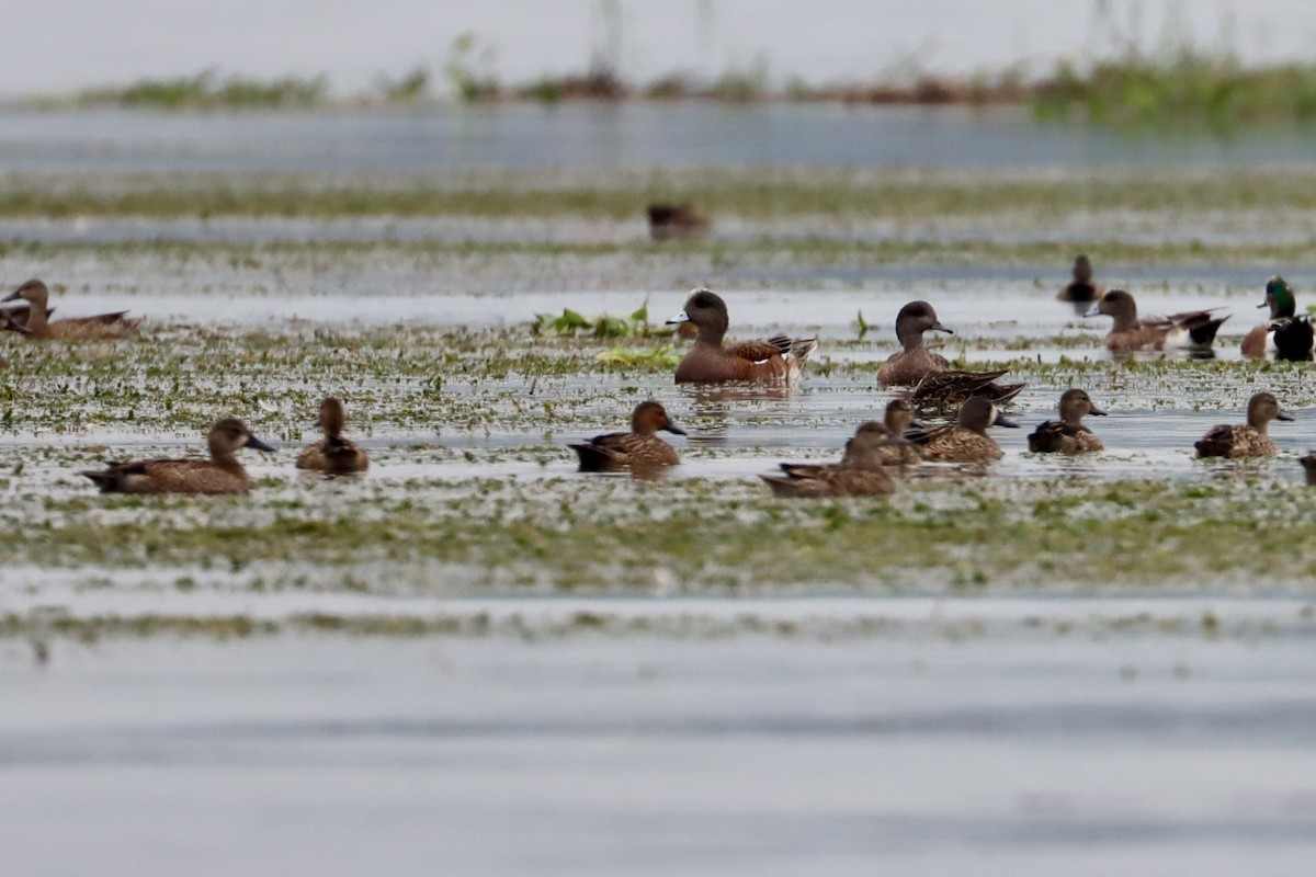 dabbling duck sp. - John van Dort