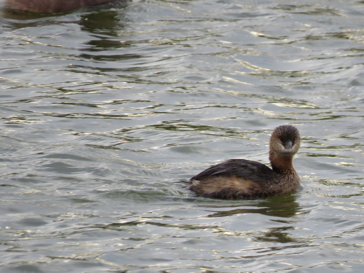 Pied-billed Grebe - ML504886591