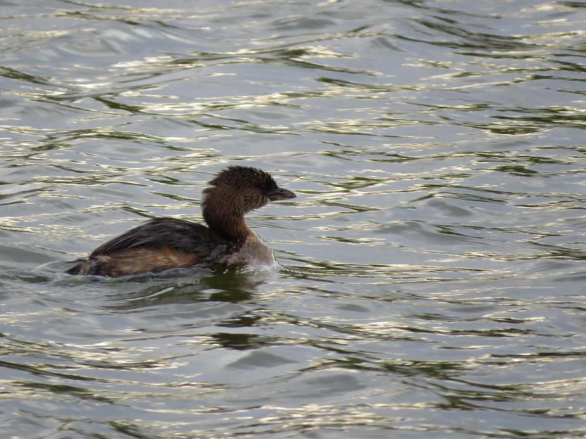 Pied-billed Grebe - ML504886601