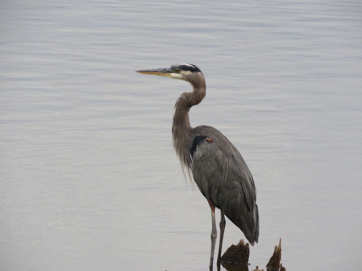 Great Blue Heron - ML504886631