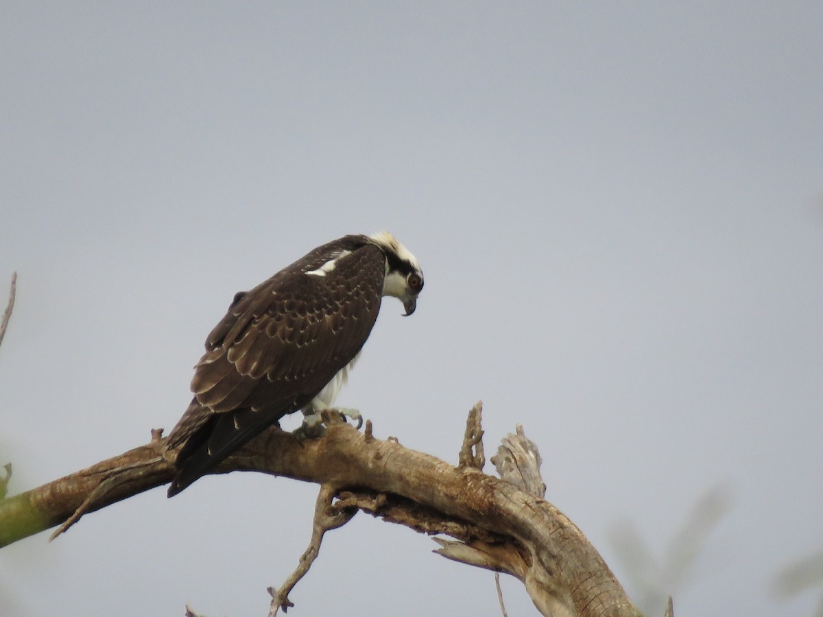 Osprey - ML504886731