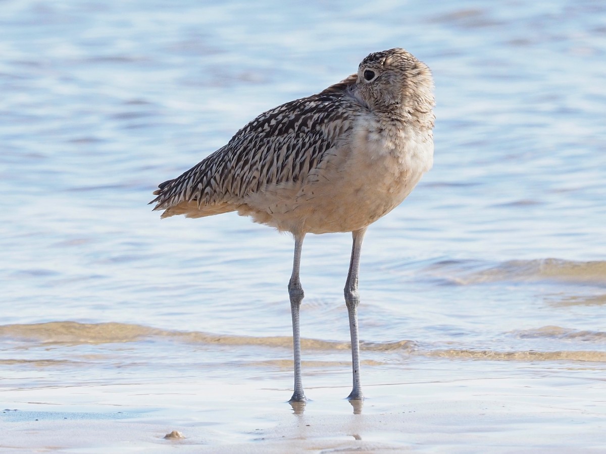 Long-billed Curlew - JAMES RANDOLPH