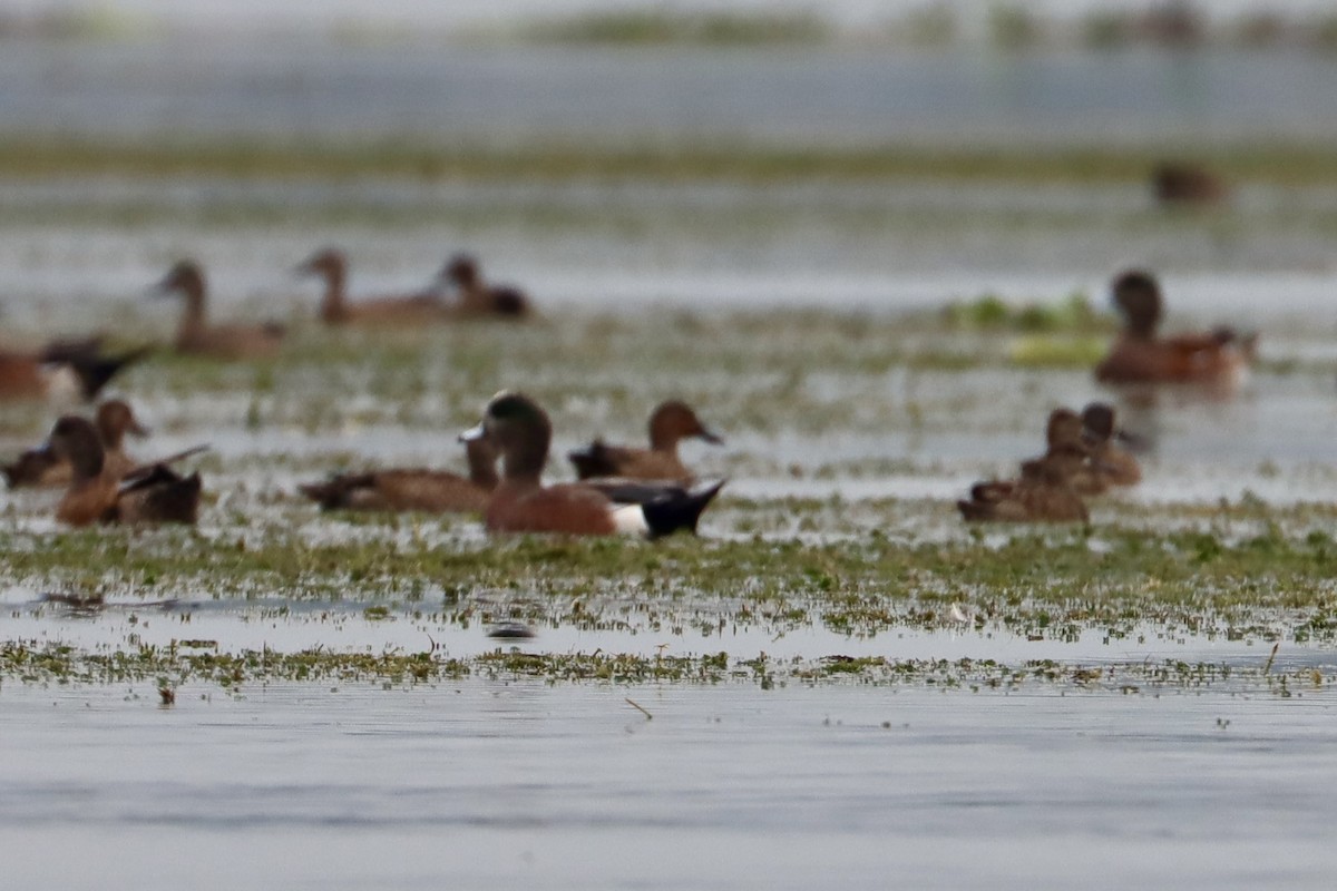 Anatidae sp. (dabbling duck sp.) - ML504887031