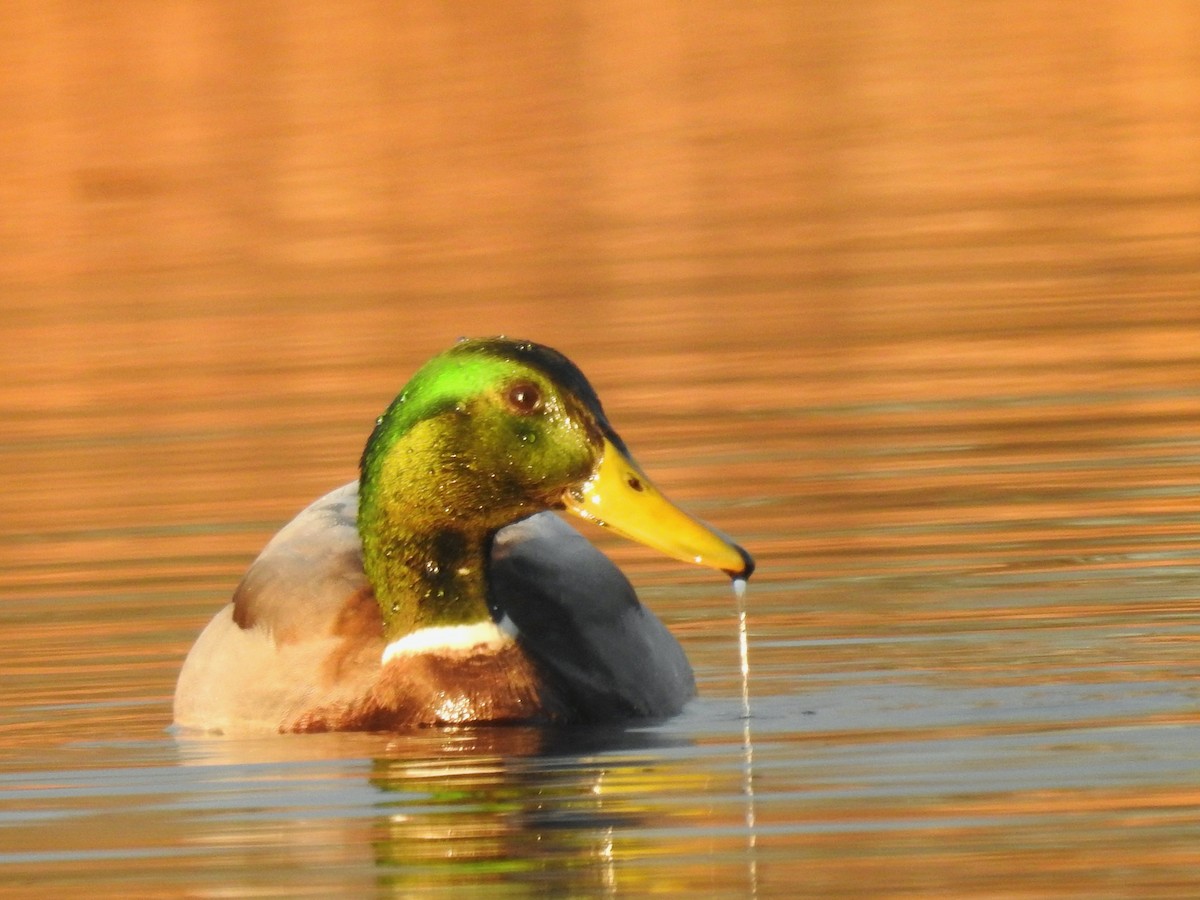 Mallard - Mary  McMahon