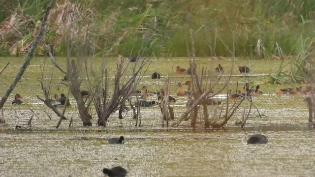 Fulvous Whistling-Duck - ML504888191