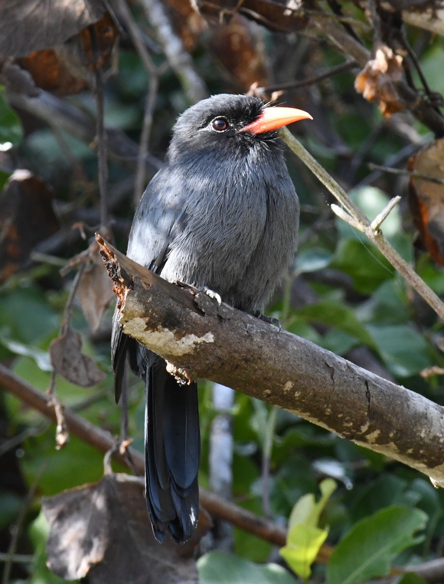 Schwarzstirn-Faulvogel - ML504888461