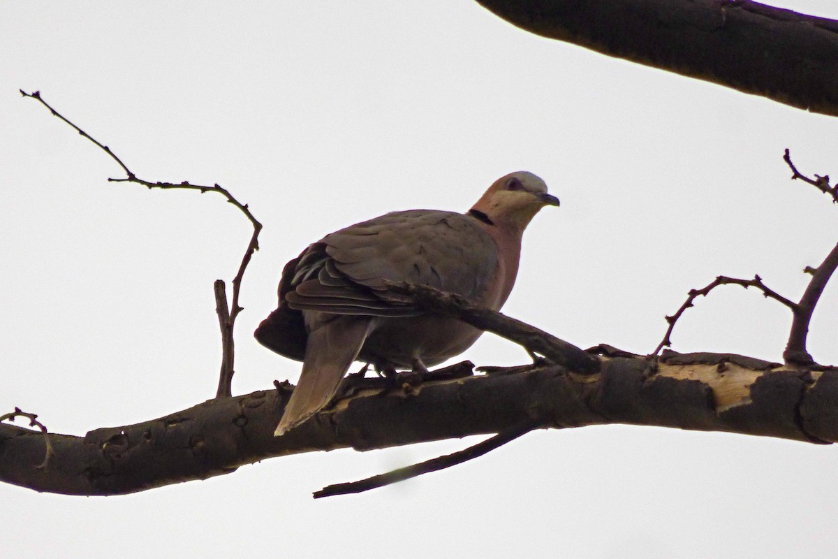 Red-eyed Dove - Hugo Sánchez