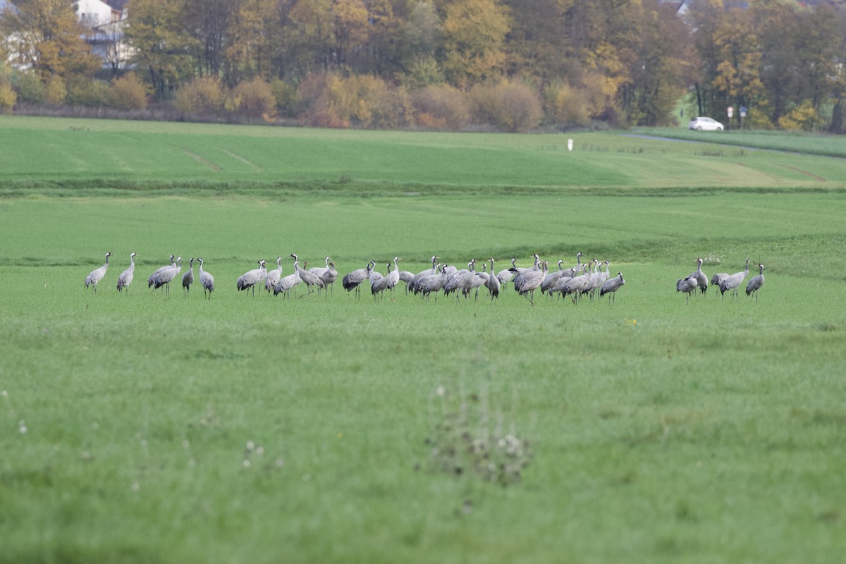 Common Crane - ML504889071