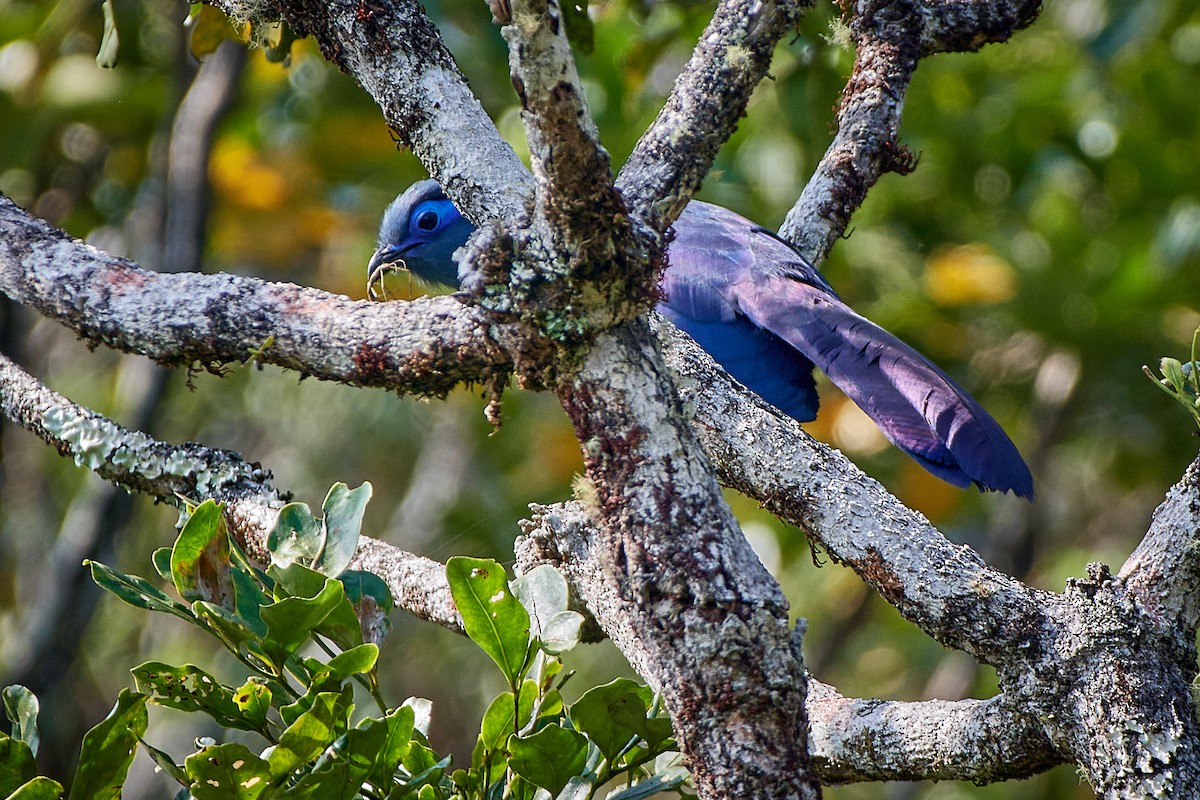 Blue Coua - ML504890591