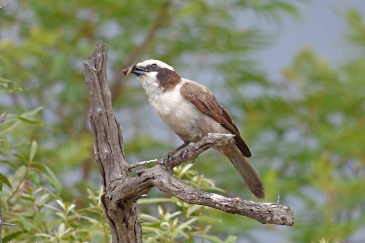 White-crowned Shrike - Hugo Sánchez