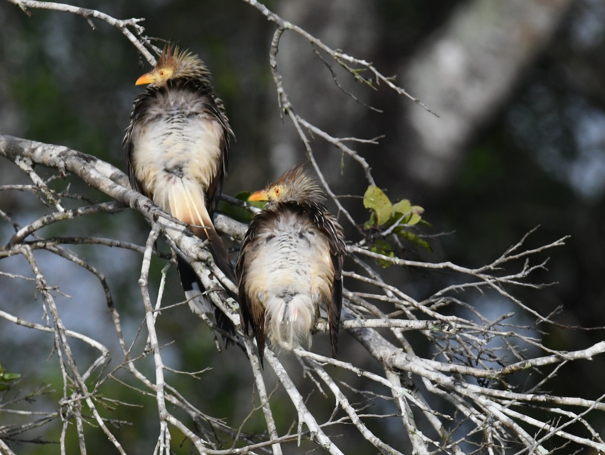 Guira Cuckoo - ML504891191