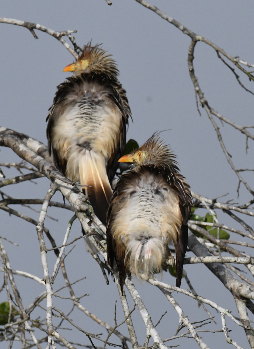 Guira Cuckoo - Laura Bakken