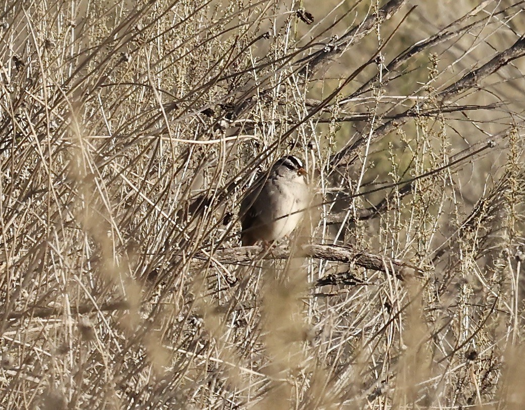 White-crowned Sparrow - ML504891901