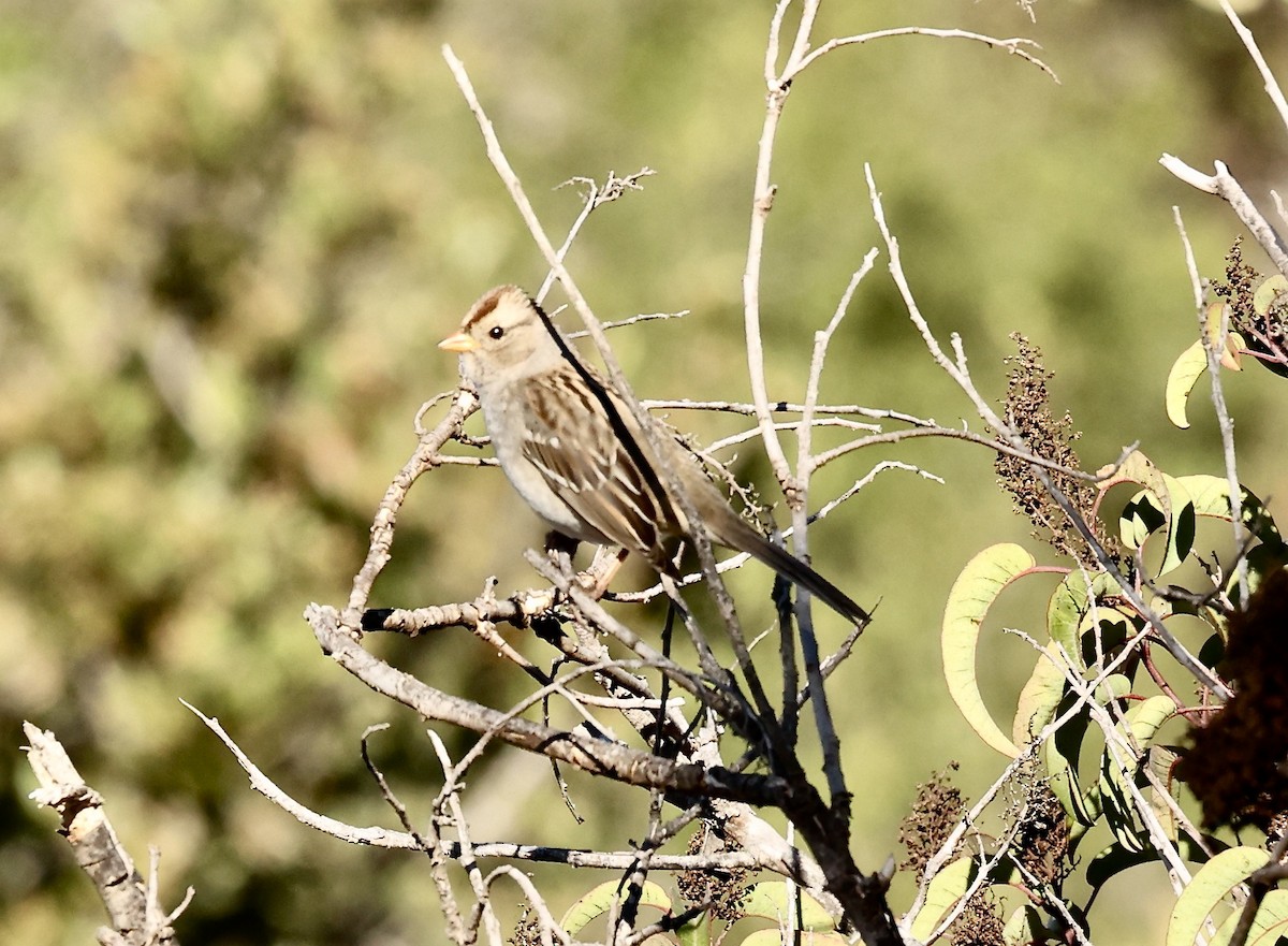 White-crowned Sparrow - Millie and Peter Thomas