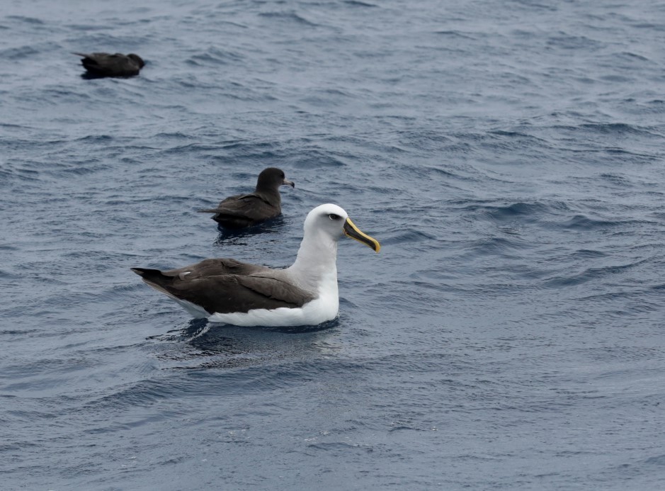 Buller Albatrosu - ML504893191