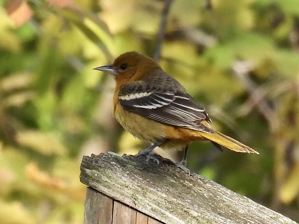 Baltimore Oriole - ML504893341