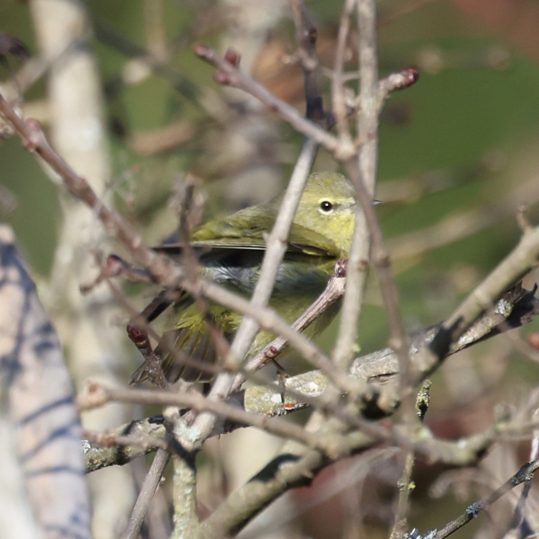 Orange-crowned Warbler - ML504894391