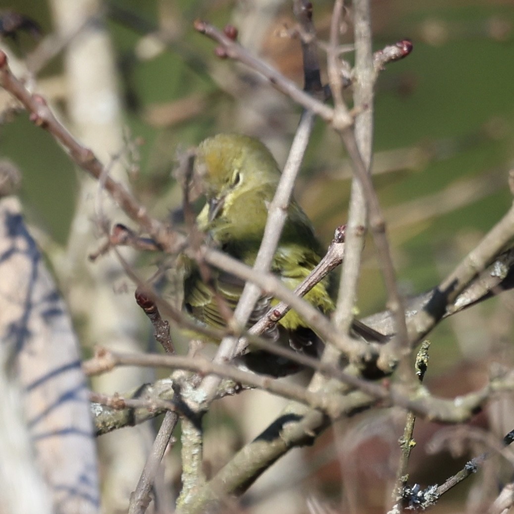 Orange-crowned Warbler - ML504894421