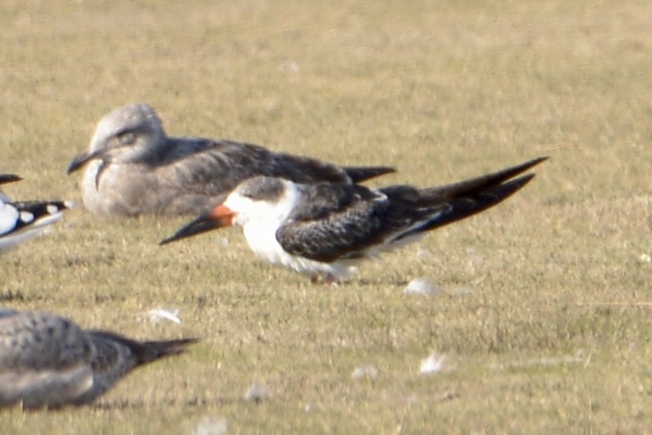 Black Skimmer - ML504894601