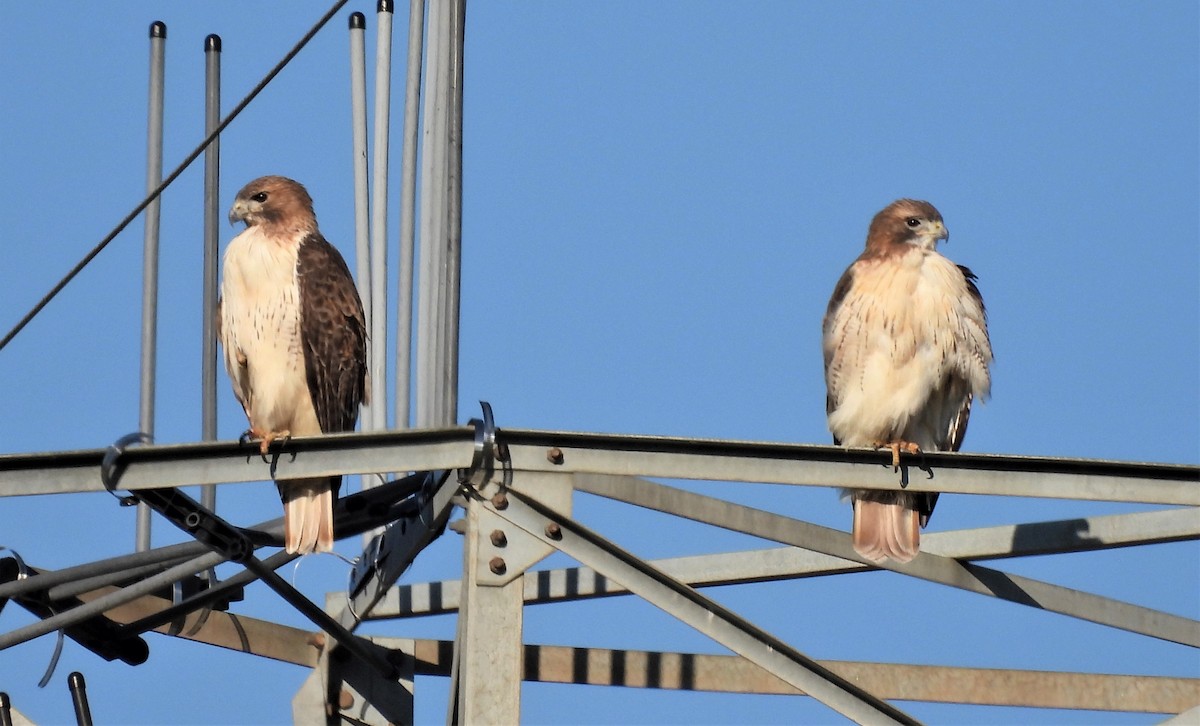 Red-tailed Hawk - ML504895331