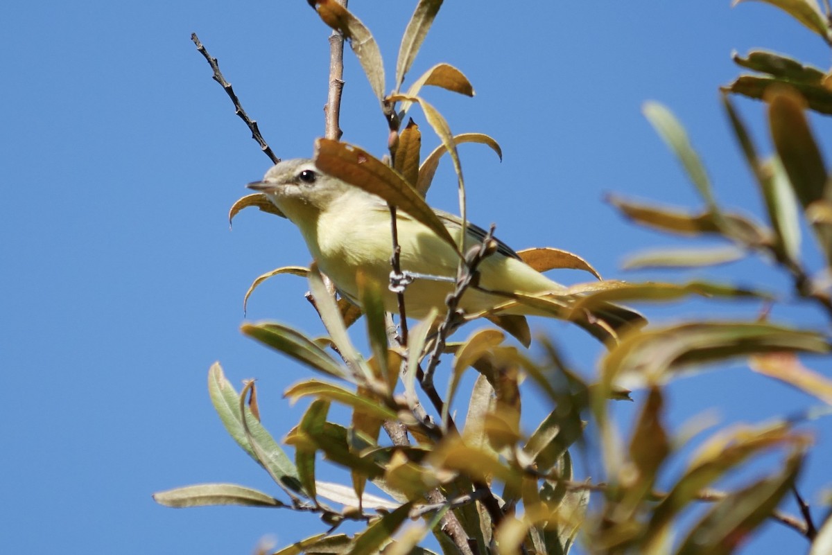 Philadelphia Vireo - Eitan Altman