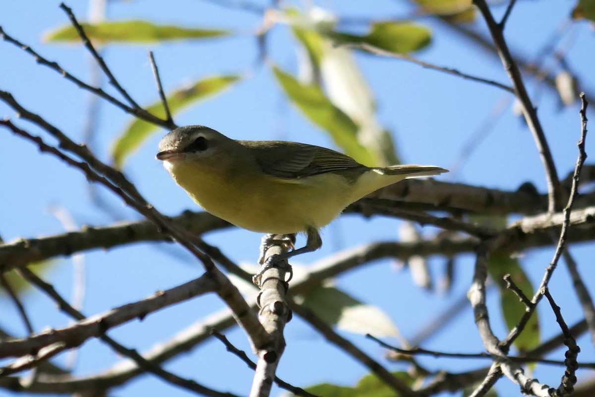 Philadelphia Vireo - ML504895561
