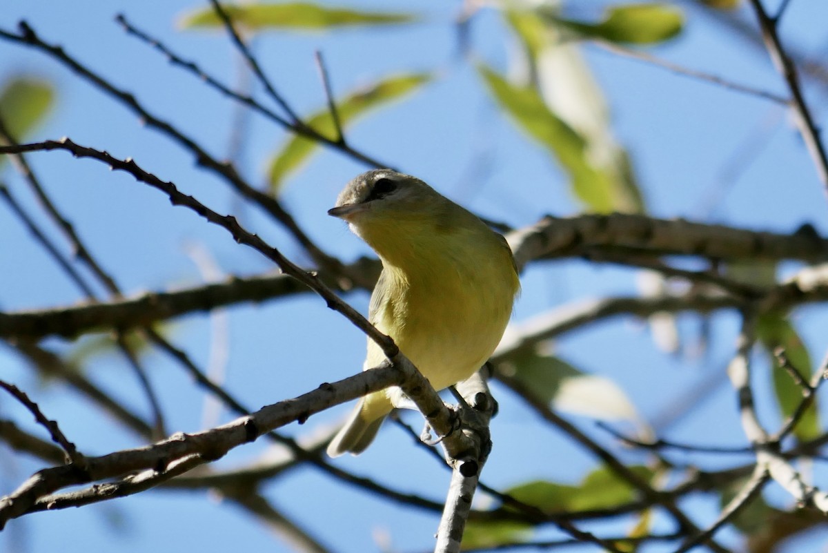 Philadelphia Vireo - ML504895571