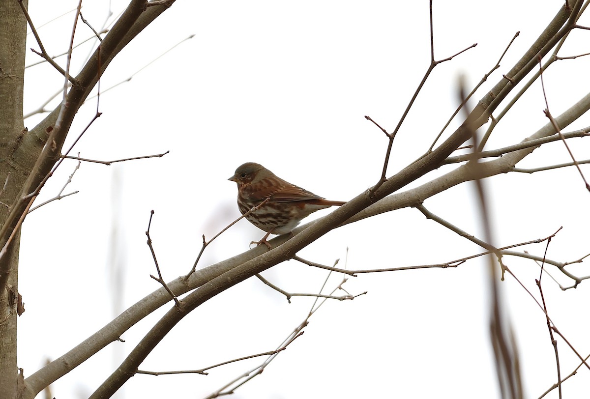 Fox Sparrow - ML504896081