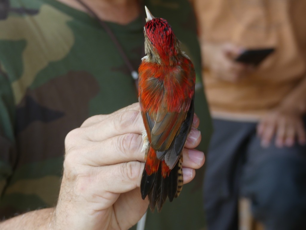 Scarlet-backed Woodpecker - Jürg Arnet