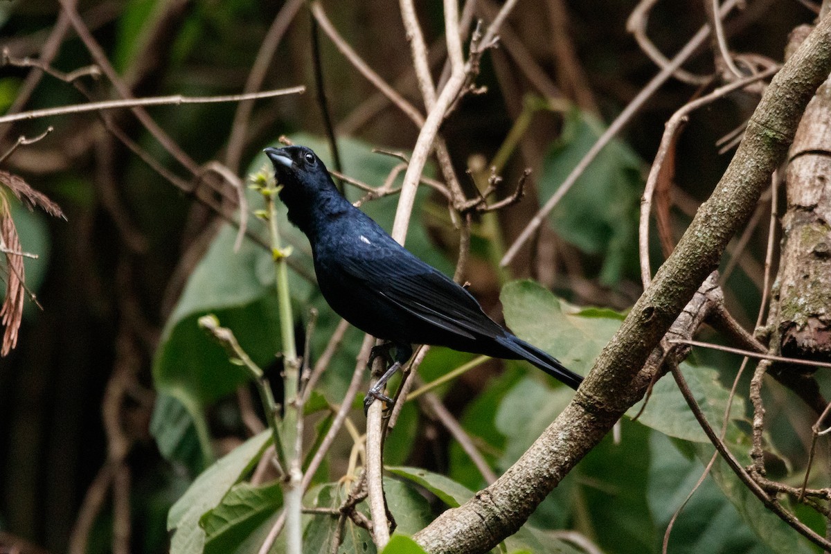 White-lined Tanager - ML504898411