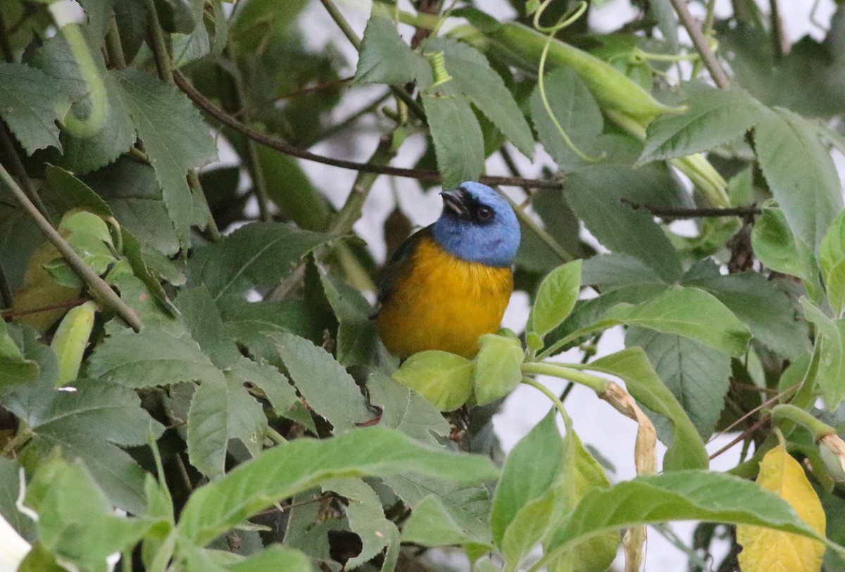 Blue-and-yellow Tanager - ML504899831