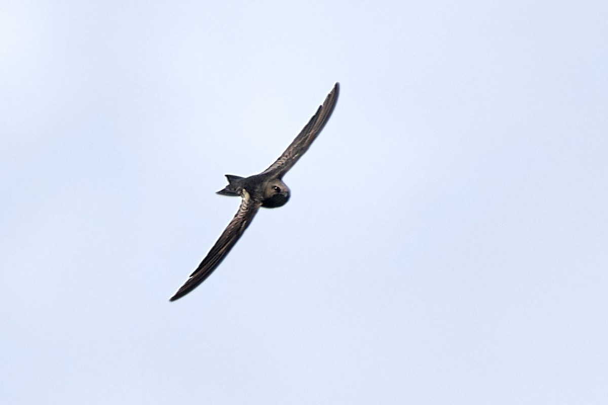 Malagasy Swift - ML504900601