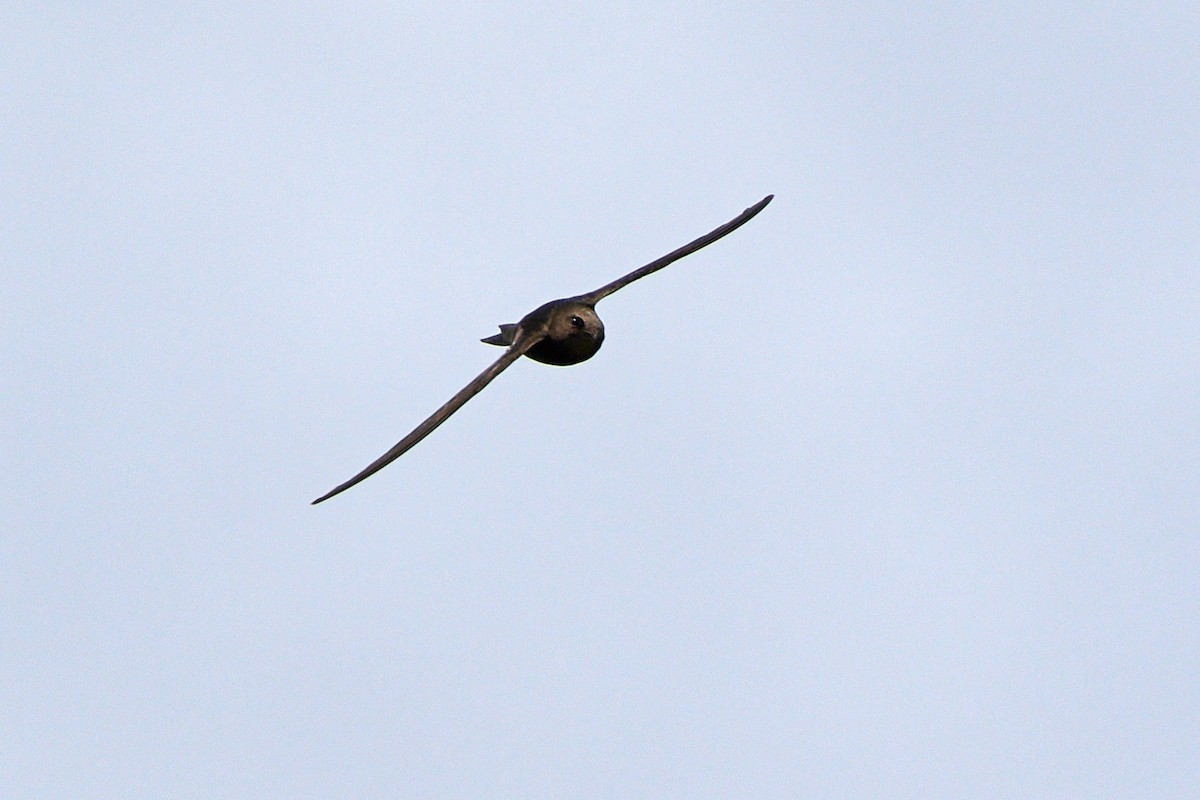 Malagasy Swift - ML504900611