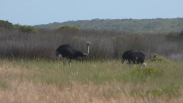 Common Ostrich - ML504900621