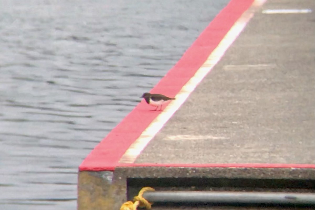 Black Turnstone - ML504900951