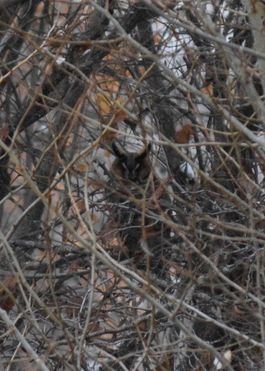 Long-eared Owl - Shannon Donaldson