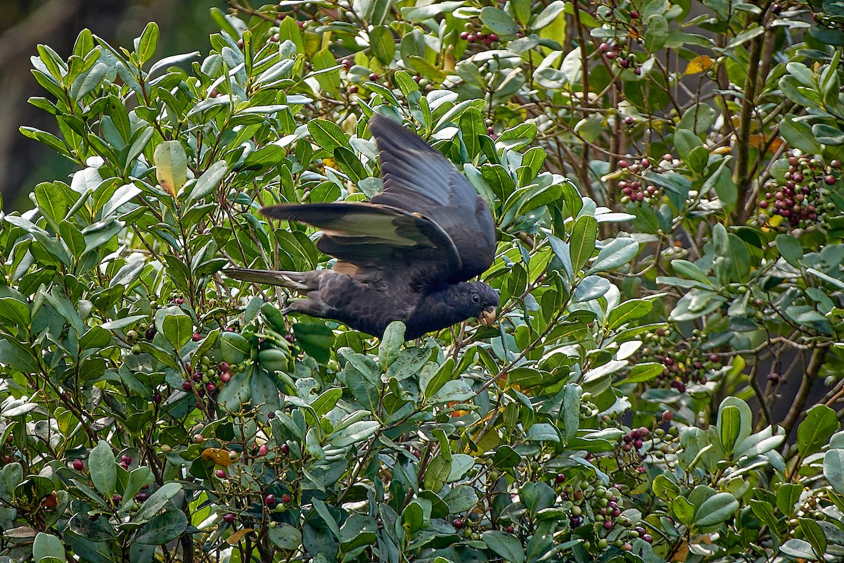 Lesser Vasa Parrot - Tomáš Grim