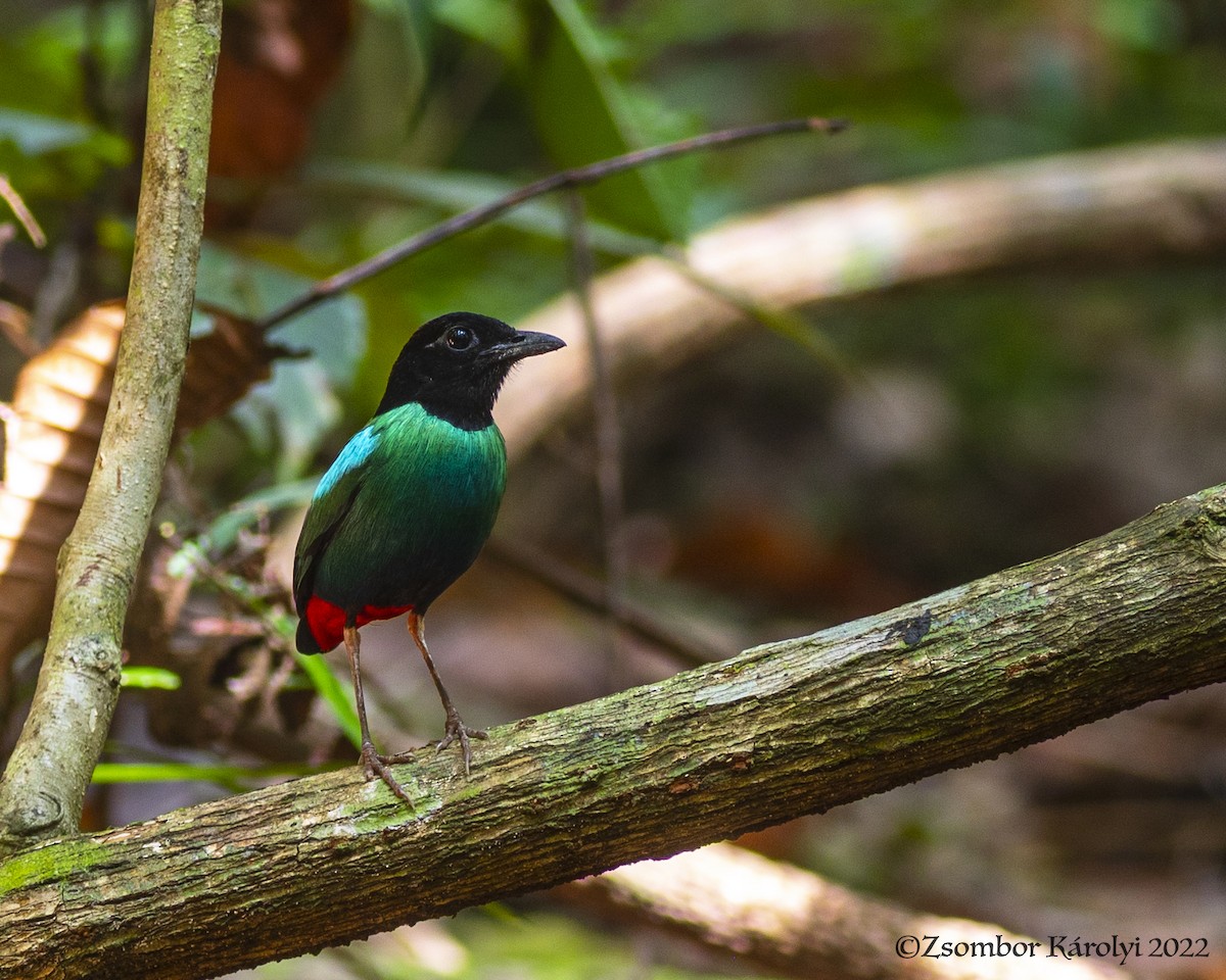 Eastern Hooded Pitta - Zsombor Károlyi