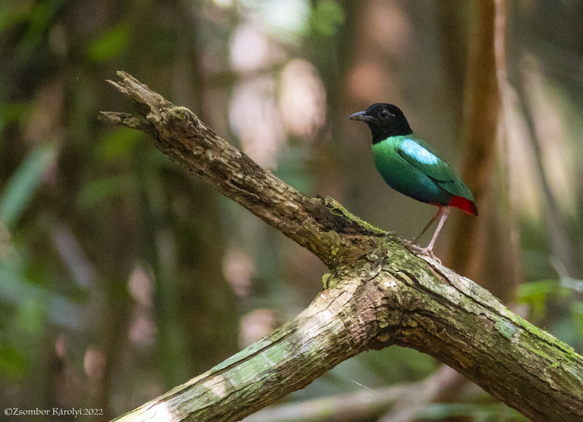 Eastern Hooded Pitta - Zsombor Károlyi