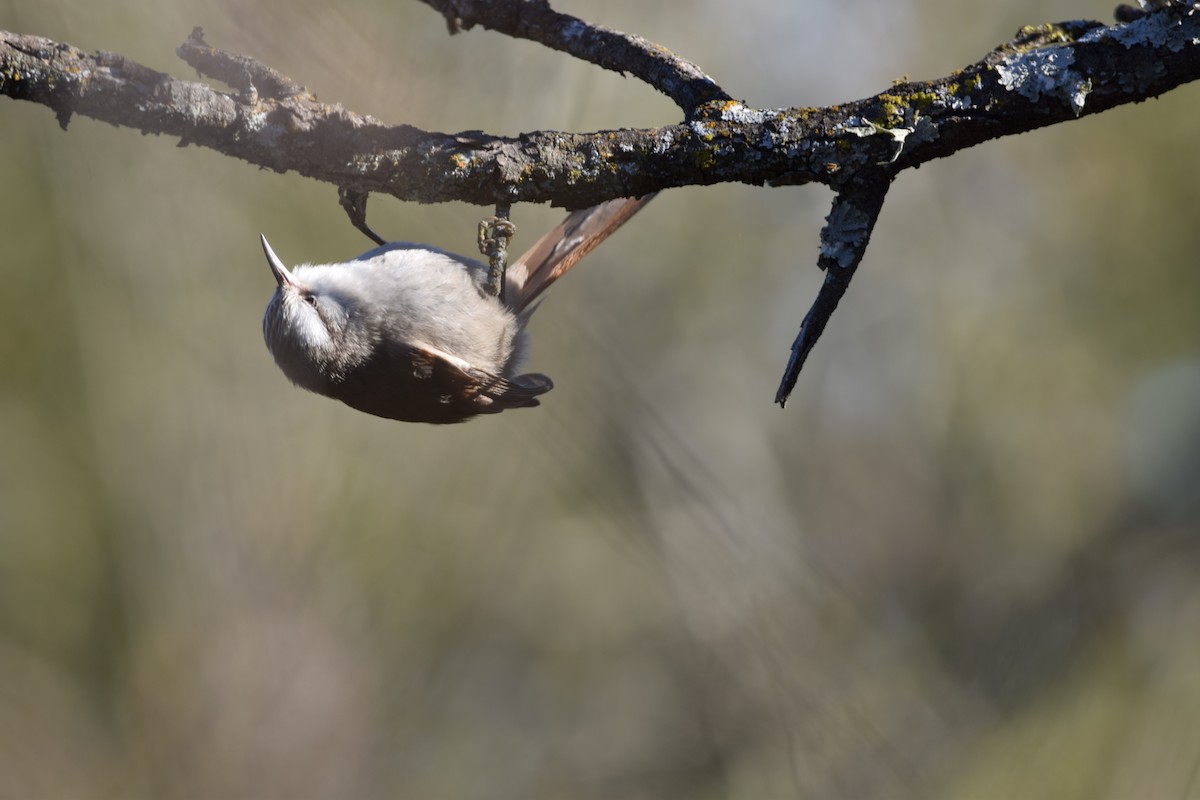 Stripe-crowned Spinetail - Juan Martín Fernandez Cecenarro