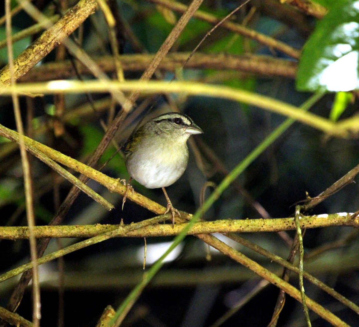 Green-backed Sparrow - ML504902951
