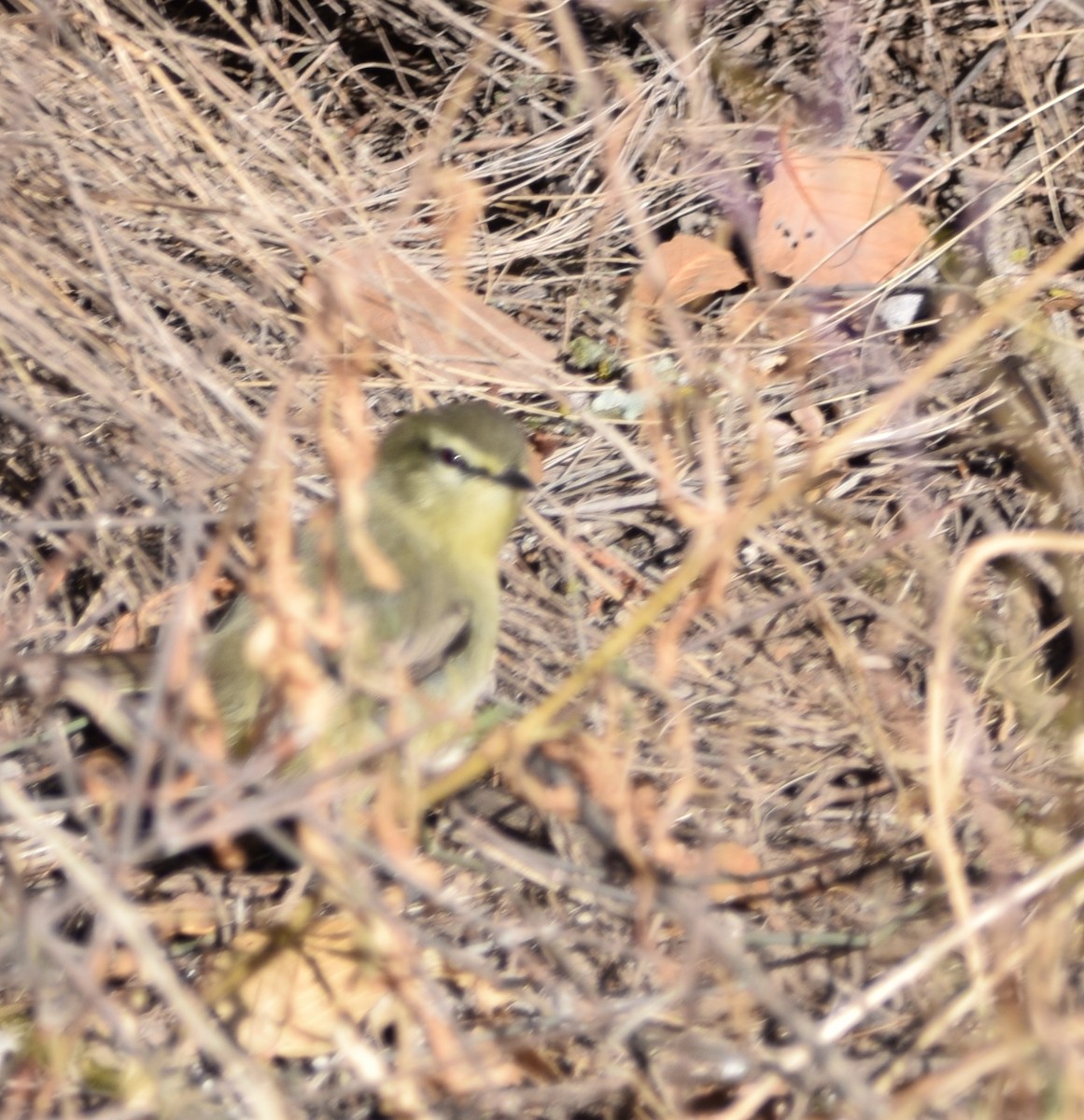 Greater Wagtail-Tyrant - ML504902961