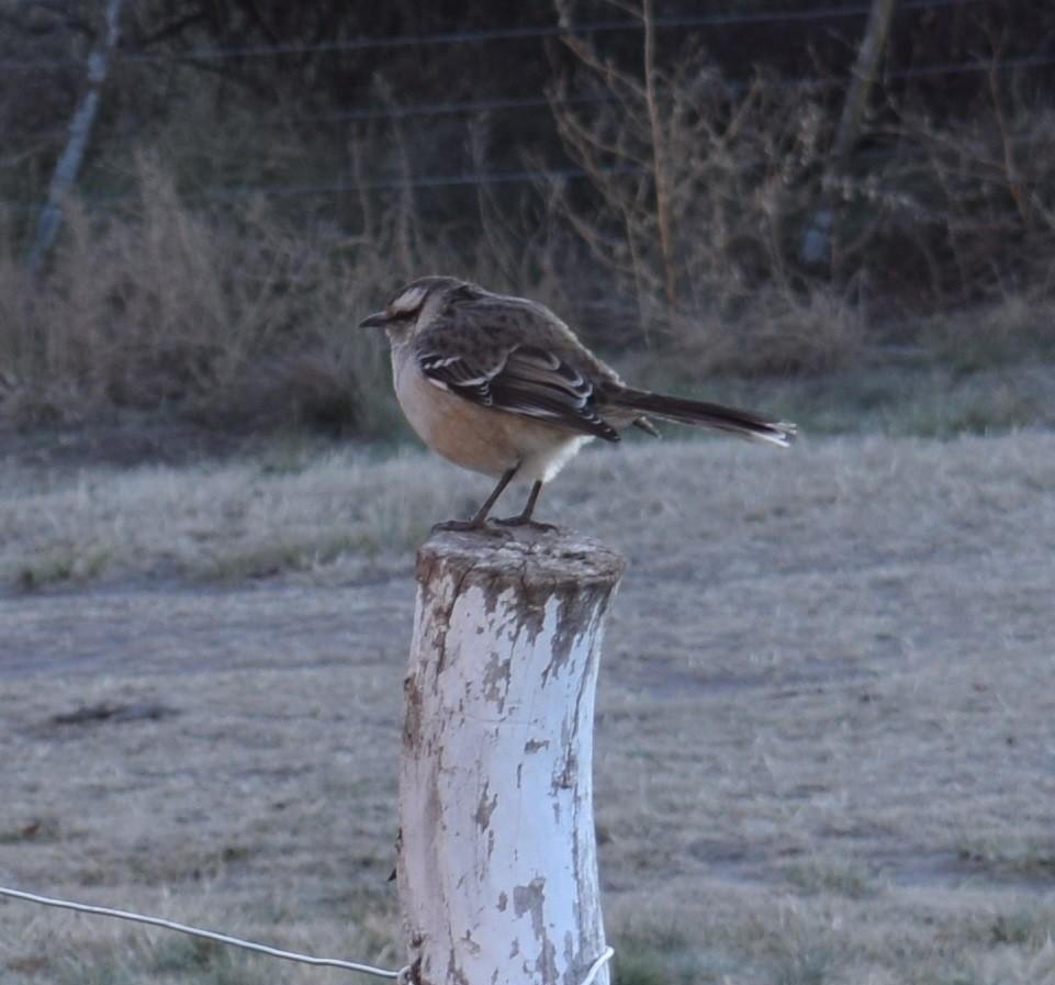 Patagonian Mockingbird - ML504903751