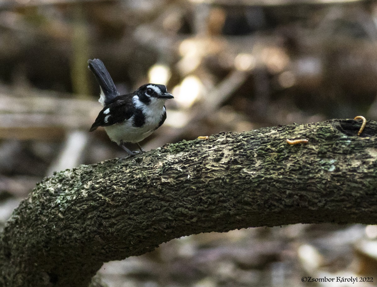 Black-sided Robin - ML504903861