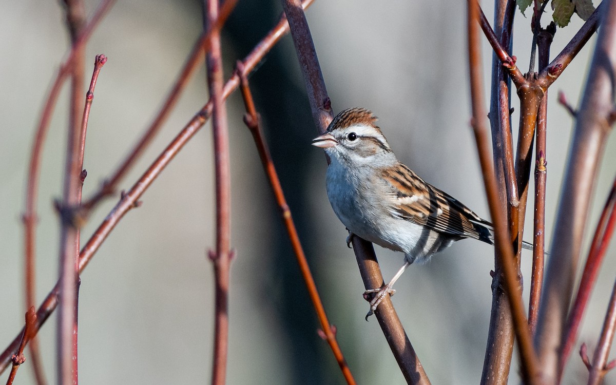 Chipping Sparrow - ML504904341