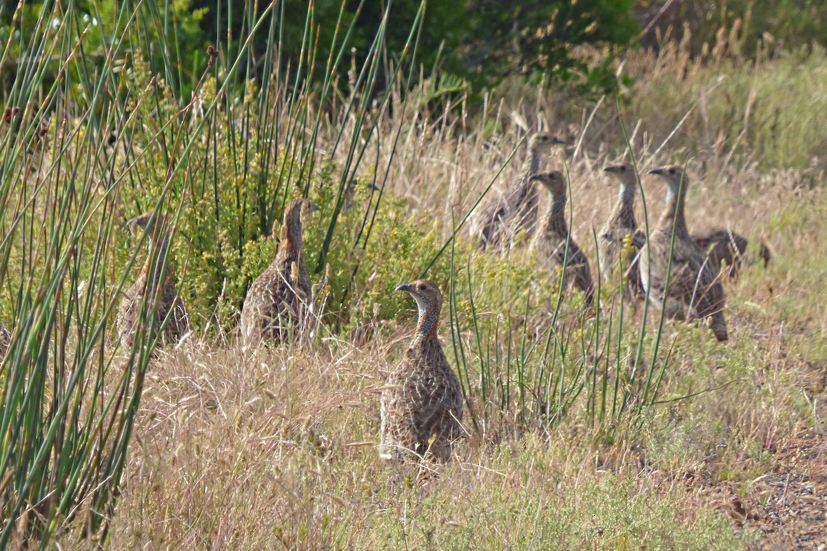 Gray-winged Francolin - ML504904941