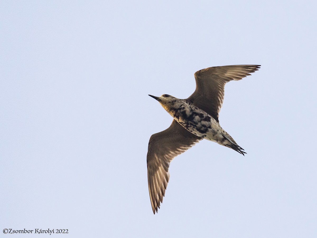 Pacific Golden-Plover - ML504905161